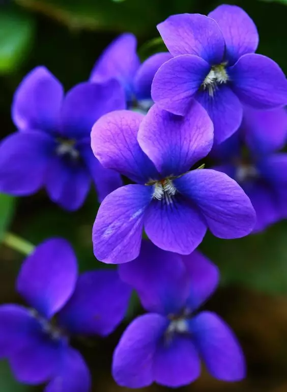 violet 紫罗兰