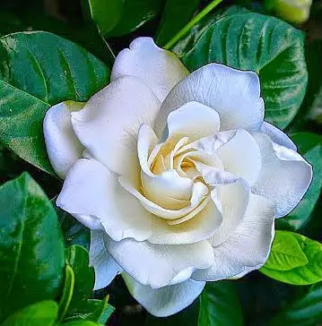 gardenia 栀子花