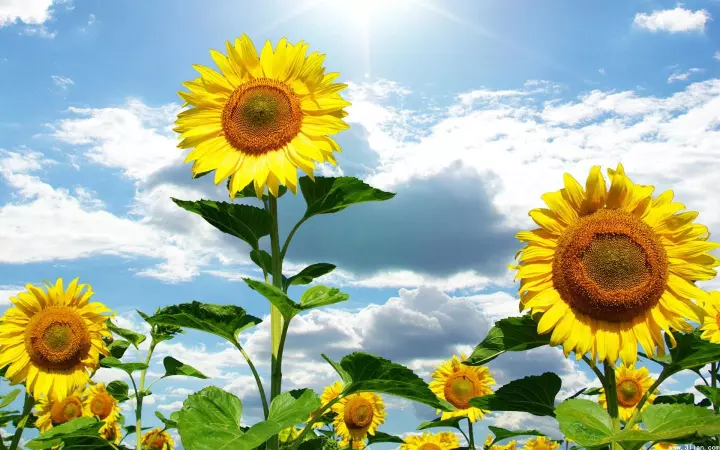sunflower 向日葵