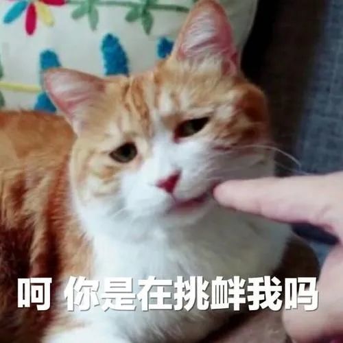 竖中指 我们喵也会,比你们的也丝毫不差吧 接收到来自小猫咪的鄙视了