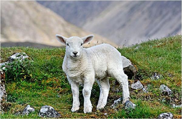 羊年宝宝起名大全 羊宝宝取名_属马的宝宝取名男孩_属羊男孩取名大全