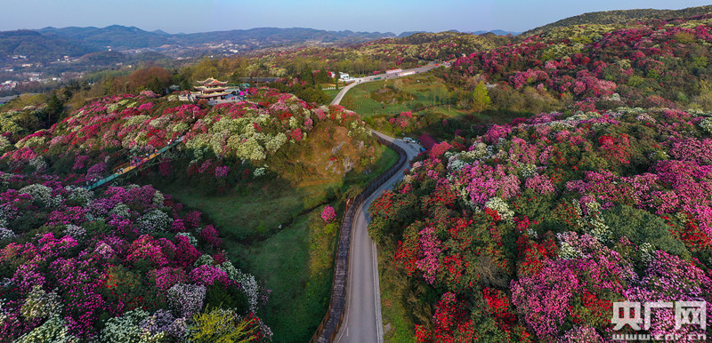 图为位于贵州省毕节市的百里杜鹃景区(央广网发 来源:视觉中国)