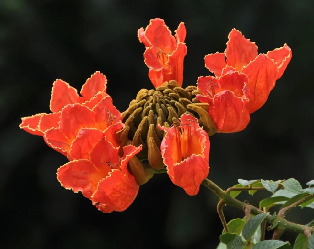 花大,花萼佛焰苞状,花冠橙红色,开花时,花朵自外围向中心逐渐开放.