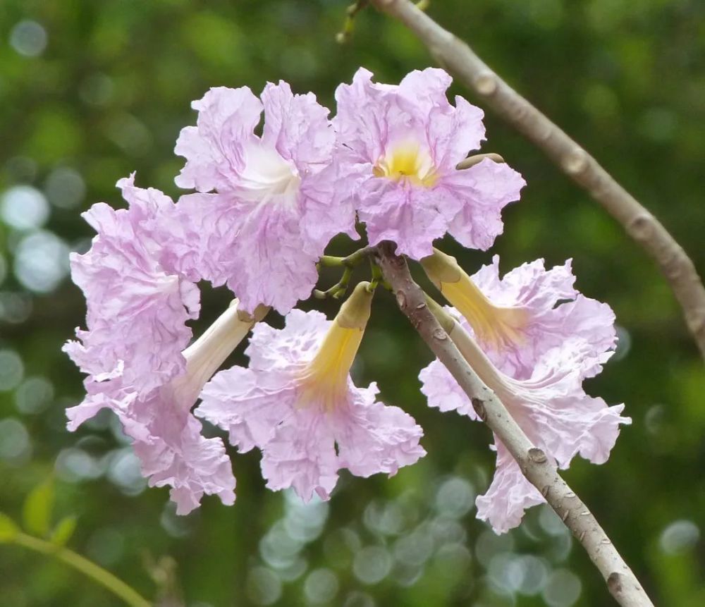 蔷薇风铃木花淡粉色,与叶同放.