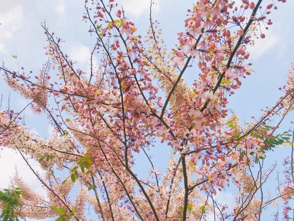 花旗木在春天开花时满树繁花,花初时色淡,后转灿烂的粉红色,并散发