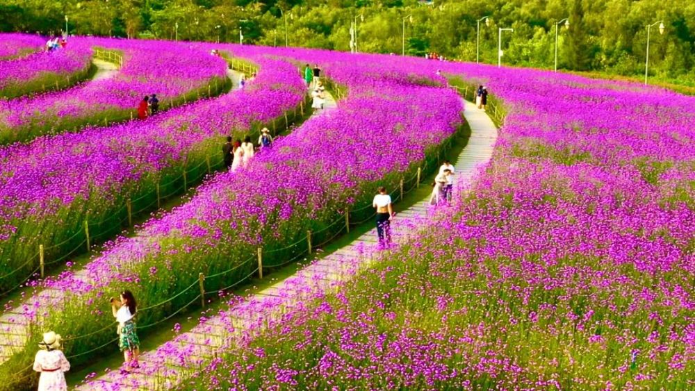 美过普罗旺斯!深圳湾这片"紫色花海"又开了!约吗?