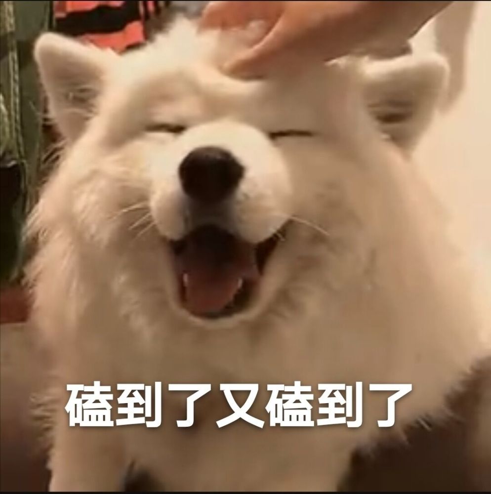 磕cp专用表情包|他们相爱的证据