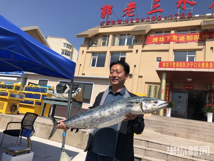 2021沙子口鲅鱼节今天启幕!鲜美鲅鱼送到了这些人家里