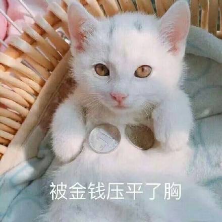 超凶的猫咪qq表情:暗中观察