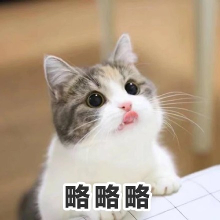 超凶的猫咪qq表情:暗中观察