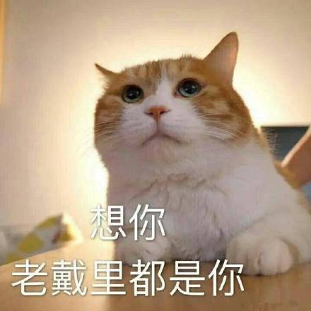 超凶的猫咪qq表情:暗中观察