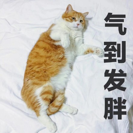 超凶的猫咪qq表情:暗中观察