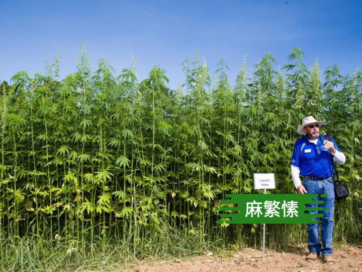 美国汉麻法规正式生效种植者该怎么做