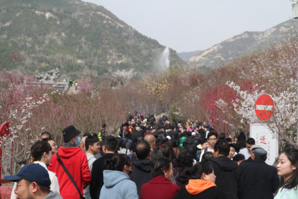 山西太原:2021年樱花文化旅游节暨锦绣太原赏花季活动