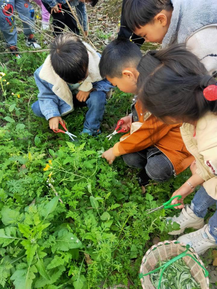 春天在哪里啊?在幼儿园小朋友"挖野菜"拎起的小篮子里