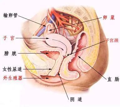 正常子宫是什么样的?