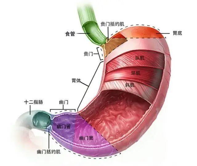 在胃和小肠之间有一个「守卫,它的名字叫幽门括约肌,只有食物被处理