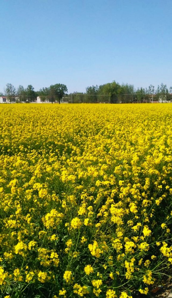 大美春天,油菜花儿开,作文《青春油菜花儿》以记之