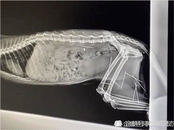 近日,上海嘉定一流浪猫被送至宠物医院,x光片显示其体内被扎入了15根