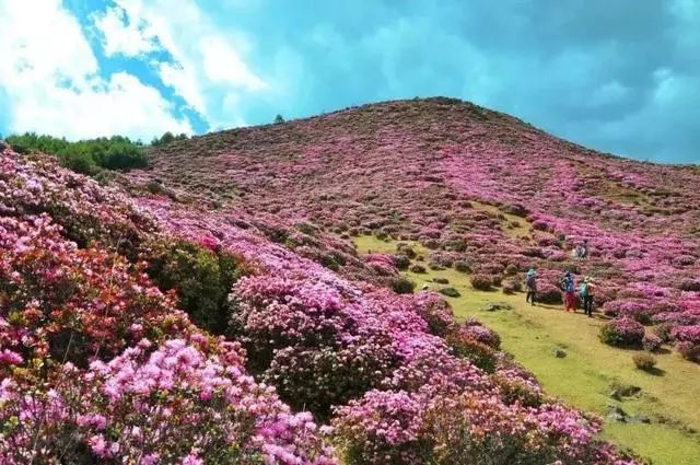 马鹿塘4000亩杜鹃花即将迎来盛花期