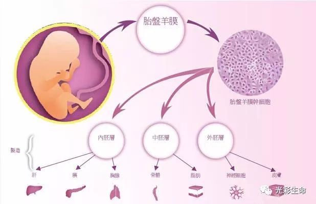 生物羊膜 腾讯网