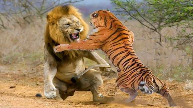 假设老虎跟狮子在自然界中决斗,它俩胜负几几开?