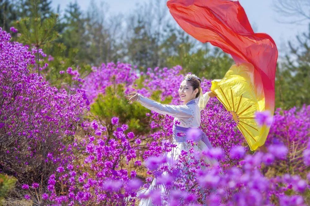 (金达莱是田野中开放的第一朵花,朝鲜族将金达莱看成是春天的使者