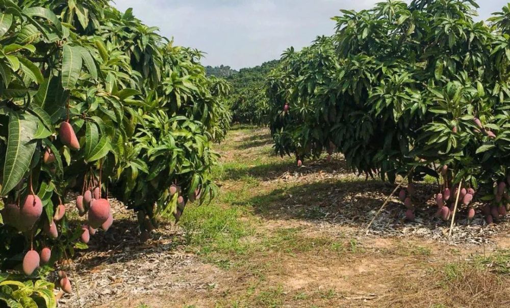 探店三亚芒果基地,发现树上熟贵妃芒好吃的秘密