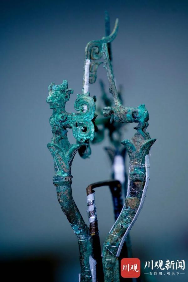 神树排名_秦岭神树