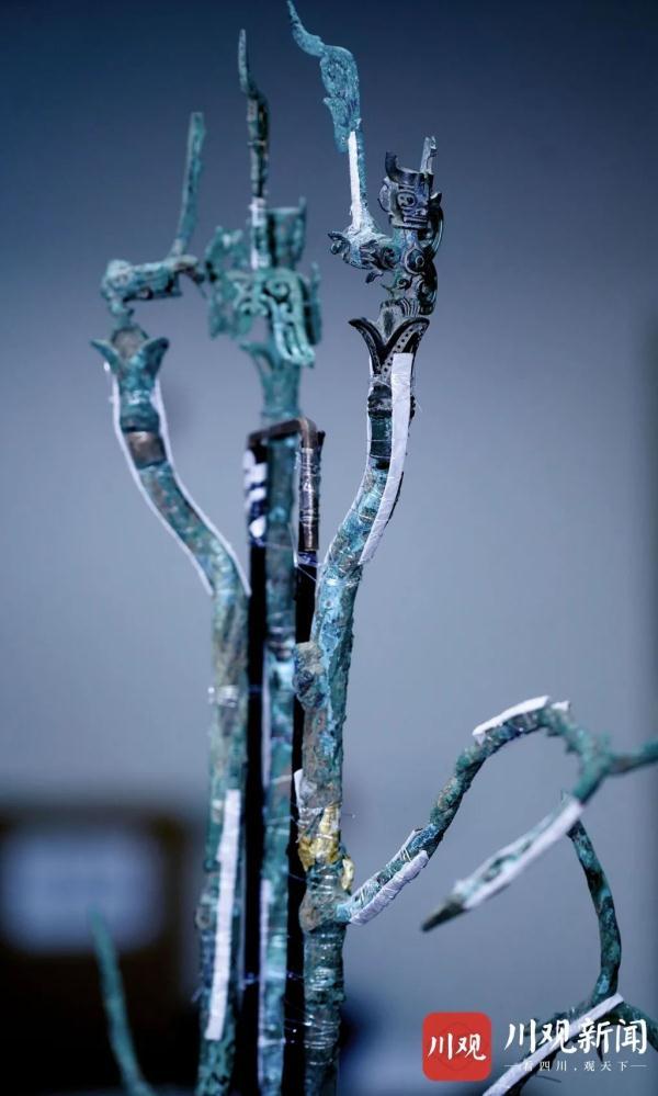 神树排名_秦岭神树