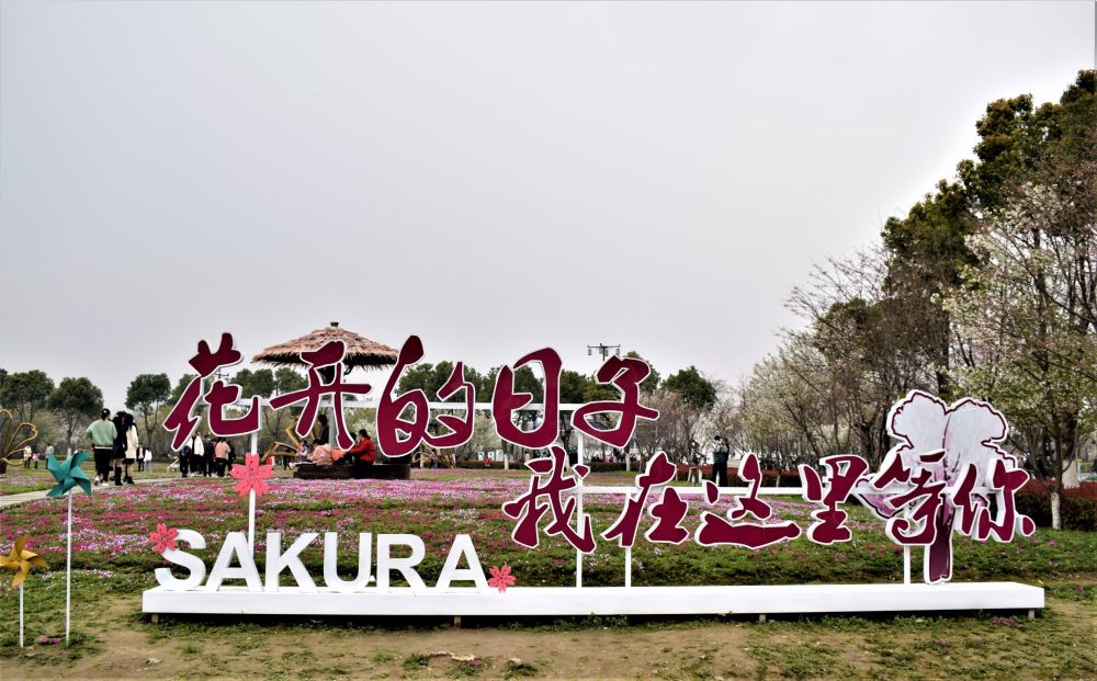 樱花时节,去平湖钟埭樱花小镇踏青,赏花,处处美景令人