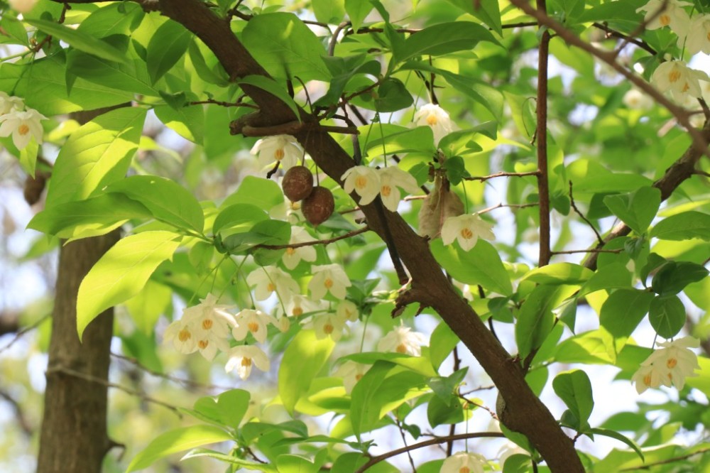 中山植物园珍稀植物秤锤树 朵朵白花娇羞开