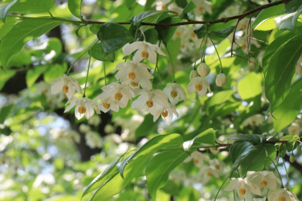 中山植物园珍稀植物秤锤树 朵朵白花娇羞开