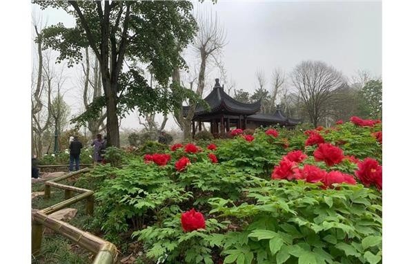 上海植物园牡丹绽放 助力2021上海(国际)花展