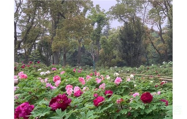 上海植物园牡丹绽放 助力2021上海(国际)花展