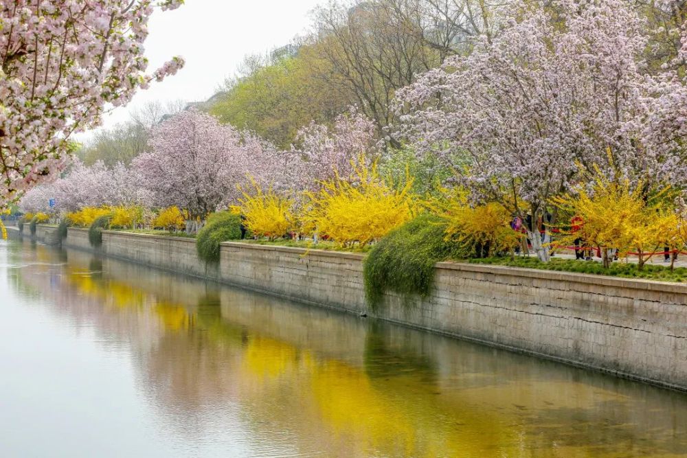 美图|海棠花溪正当时