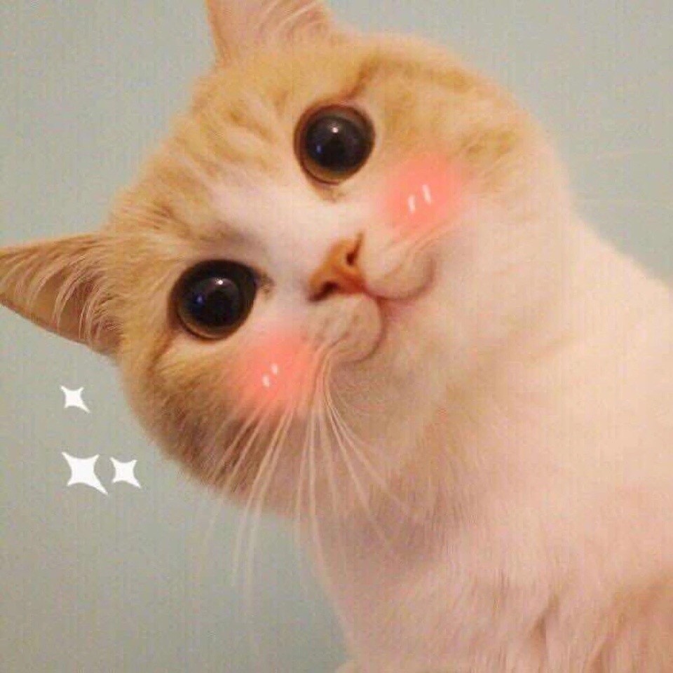 头像萌翻天的可爱猫咪头像