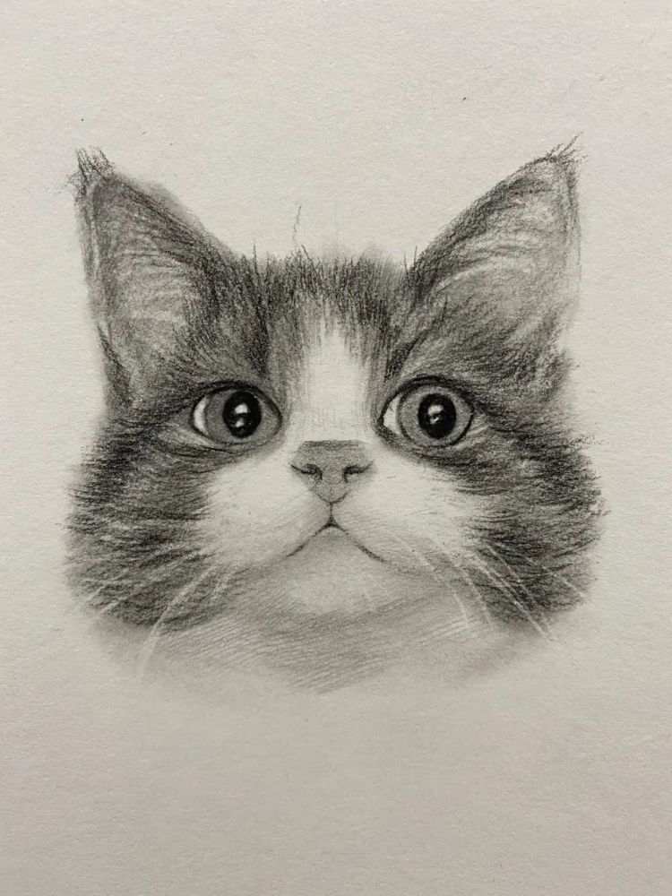 教你用素描画一只可爱猫咪头像