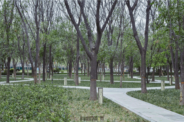 郑州向北,有一片千年古树|郑州|古树苑|惠济区|开元路|银杏