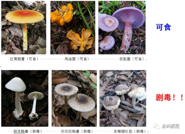 东安采蘑菇的注意了!有毒无毒蘑菇区分