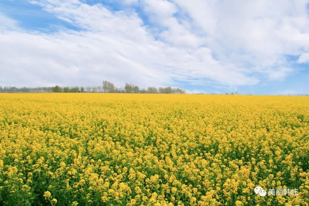 花香米乡——武邑县韩庄镇贾史庄村第一届千亩油菜花音乐节