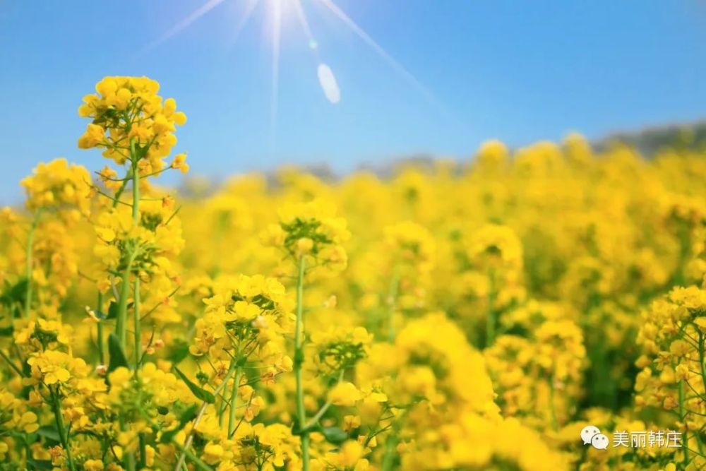 花香米乡——武邑县韩庄镇贾史庄村第一届千亩油菜花音乐节