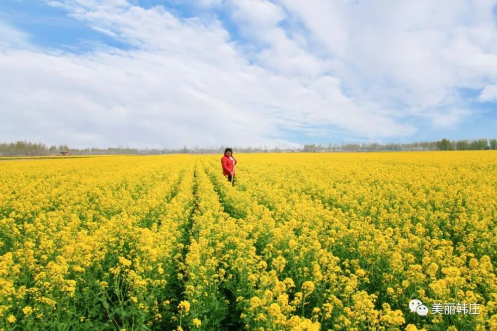 花香米乡——武邑县韩庄镇贾史庄村第一届千亩油菜花音乐节