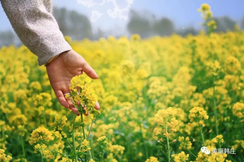 花香米乡——武邑县韩庄镇贾史庄村第一届千亩油菜花音乐节