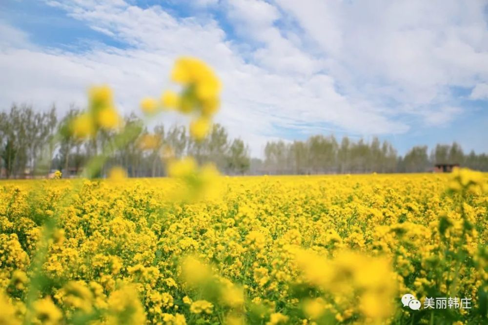 花香米乡——武邑县韩庄镇贾史庄村第一届千亩油菜花音乐节