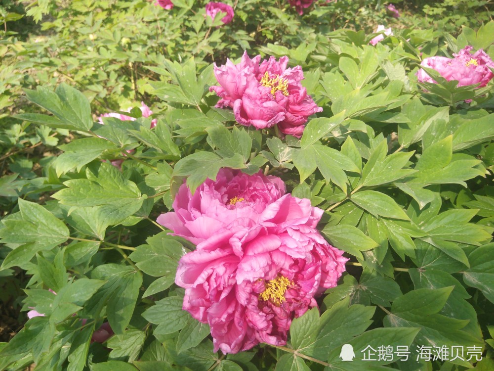 郑州惠济区古树苑,牡丹花开的真好看