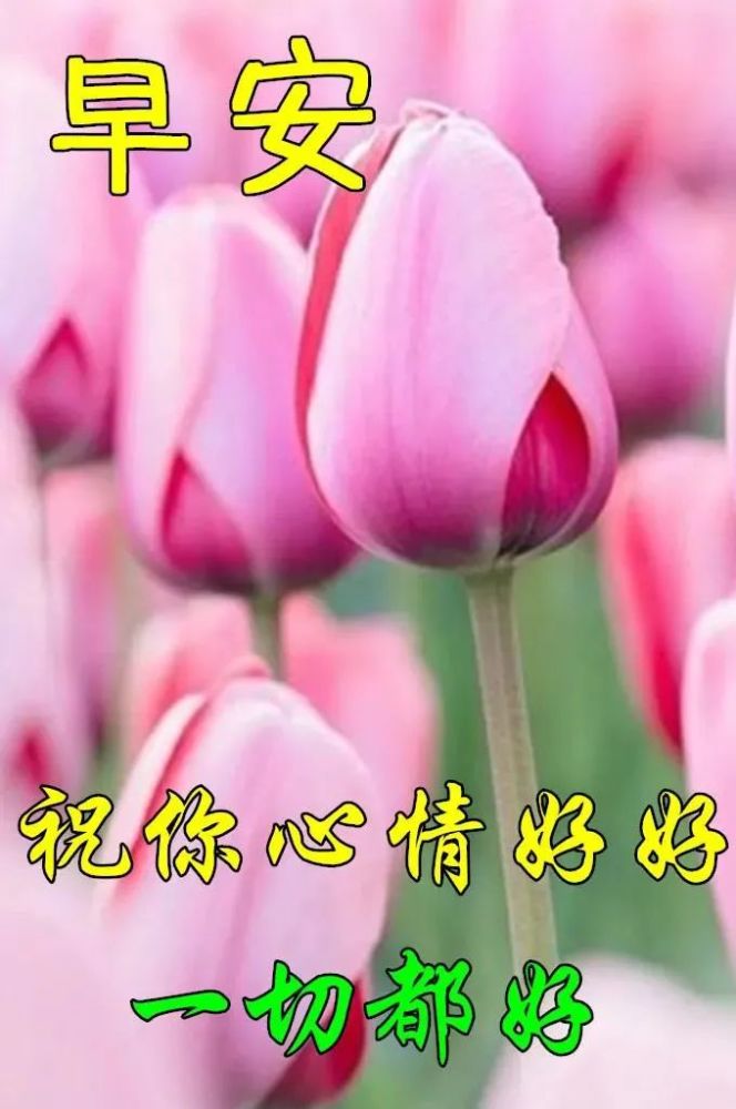 早上好,接受祝福的信息,祝你早安温馨无比!早安
