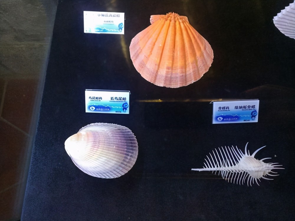 鼓浪屿贝壳博物馆9,号称"海贝之王"直径一米的大砗磲.