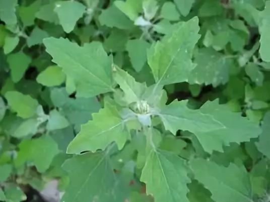 甘南迭部:又到一年野菜季