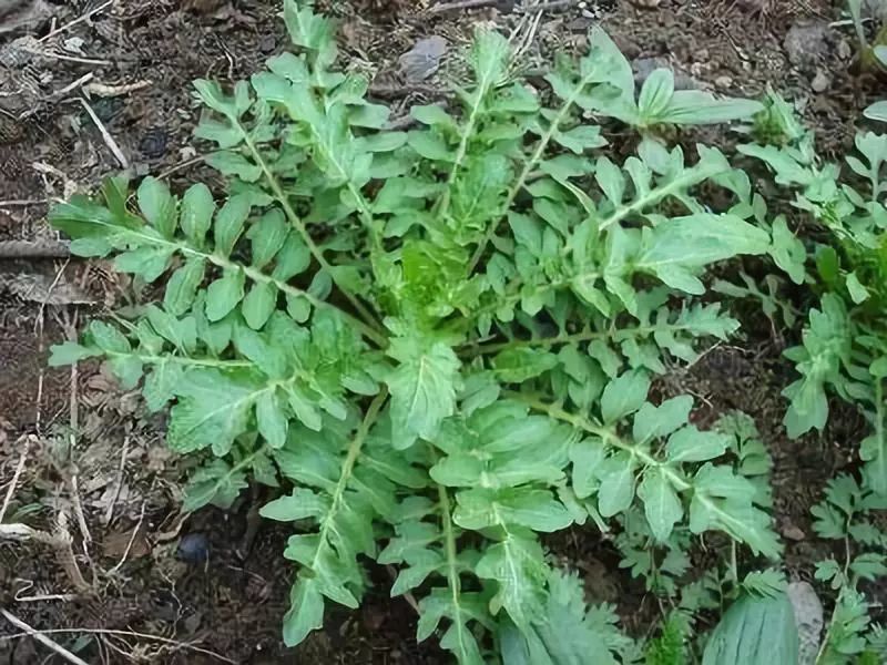 芨芨菜,学名荠菜,是人们喜爱的一种野菜.其叶嫩,根鲜具有特殊清香儿.